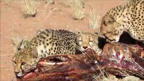 Rescued cheetahs gorge themselves