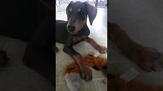 My Doberman Puppy Plays Me a Song 🎵 😍 🐕 #dobermanpinscher #dobermanlove #dobermanpuppy #doberman