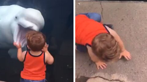 Kid got scared by dolphin & he falls down