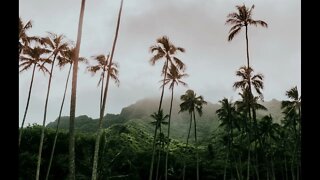 Relaxing Tropical Jungle Sounds for Sleeping