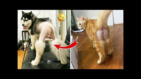Best Funny Animals Video 2022 - Newest Cats😹 and Dogs🐶 Videos of the Week! #50