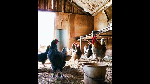 Chicken Training Video # 3 Poultry Housing