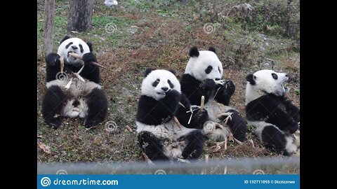 Panda cubs