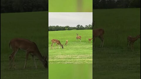 Twin fawns acting like TODDLERS