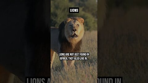 🦁 These Lions are not found in Africa but in.. #wildlifefacts #daily #animalshorts