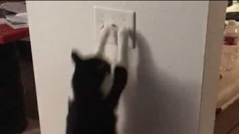 Cat knows how to turn the light off