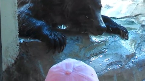 Brown Bear Plays Hide And Seek With Little Girl