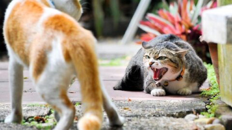 quarrelsome cats