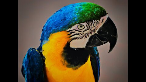 The most beautiful parrot I've seen in my life