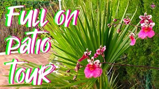 PatioTour | That is All 🤪 Orchid Talk | Orchid Updates | Orchids doing unusual things #ninjaorchids