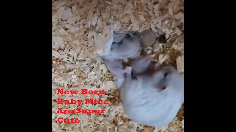 New Born Baby Mice Are Super Cute