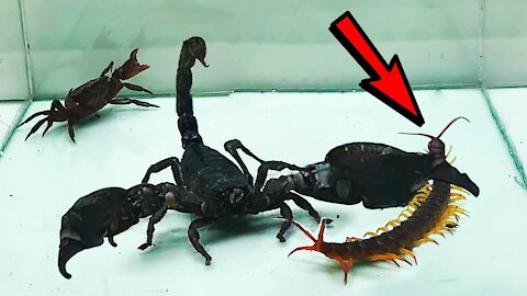 Scorpion vs Crab vs Centipede