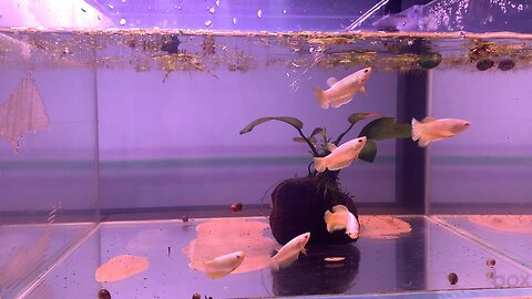 Feeding my remaining bettas from my breed this year