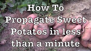 How to Propagate Sweet Potatoes in Less Than a Minute!!!!!!!!