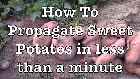 How to Propagate Sweet Potatoes in Less Than a Minute!!!!!!!!