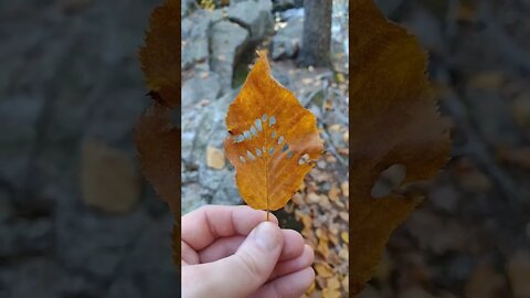 The Holy Leaf #leaf #funny #meme #shorts