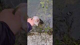 catching pond monsters #largemouthbassfishing #largemouth #shortsvideo #shorts