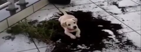 Savage Monster Dog Takes Down Tree