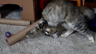 Leia Playing with Cardboard Roll