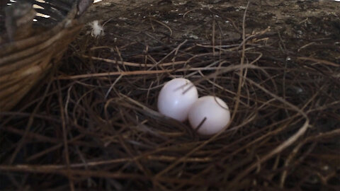 Visit pigeons laying eggs in my garden