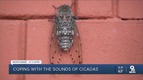 Loud sounds from cicadas could have impact on people with autism, sensory issues