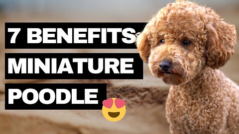 Why We Chose a Miniature Poodle: 7 Incredible Advantages!