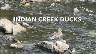 Indian Creek Ducks