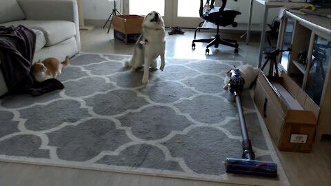 Energetic Husky Playing Indoors!