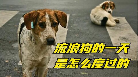 Do you know how humble a stray dog can be in order to survive?