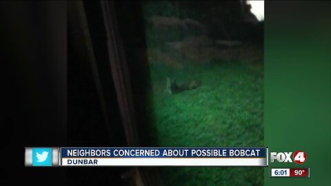 Dunbar neighbors concerned about possible bobcat