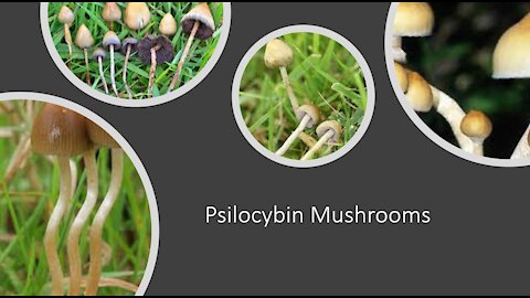 Magic Mushrooms - Psilocybin - Benefits & Side Effects