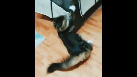 My silly cat Keeps failing at parkour and its spectacular