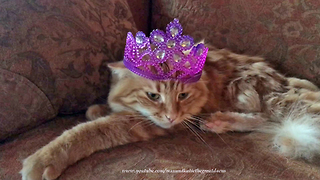 Patient Cat Reluctantly Models Various Crowns
