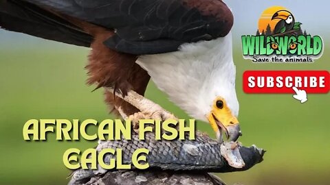 African Fish Eagle