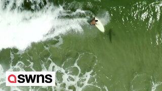 Awesome drone footage shows a surfer gliding over the back of a shark