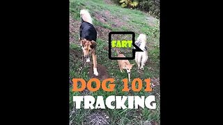 DOGS Voice Command | Tracking Get it!| Dog Easy 101 | DIY in 4D Good Boy