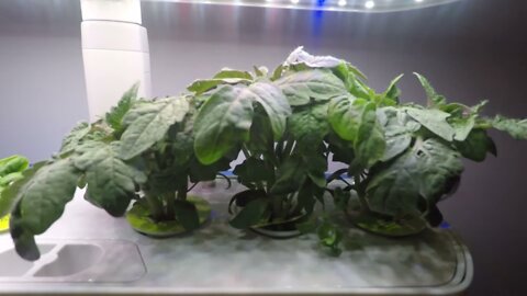 Aerogarden Time Lapse Video - 4 weeks - Tomatoes and Basil