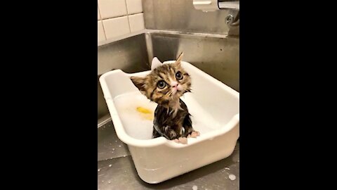 gatos tomando banho e brincando