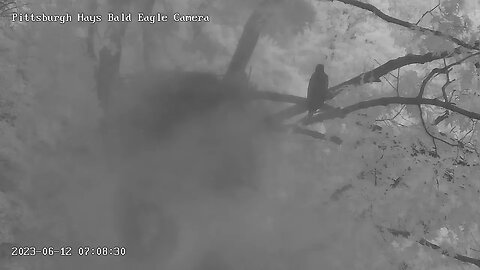 Hays Eagles H20 contemplates first flight in an ethereal garden, beautiful! 6-12-2023 7:10 am