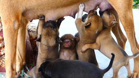 Amazing to watch and so Adorable baby puppies stand up sucking mother's milk