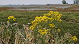 2 minutes of calm relaxation watching yellow wild meadow flowers wafting in the evening breeze.