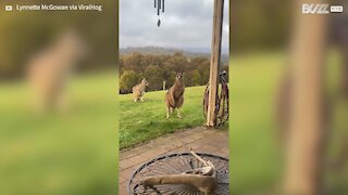 Kangaroos help mow the lawn