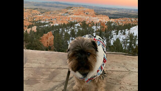 Travel - Bryce Canyon, Zion, San Juan Forest (HD) Road-trip w/ Yorkie!