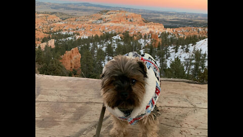 Travel - Bryce Canyon, Zion, San Juan Forest (HD) Road-trip w/ Yorkie!