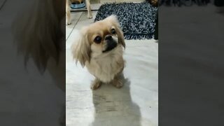 cute puppies cute | puppy videos | cute puppies shorts 16 | short vlogs 🐕#shorts #viral #shortvlog