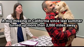 A dog missing in California since last summer turned up more than 2,000 miles away