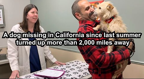 A dog missing in California since last summer turned up more than 2,000 miles away