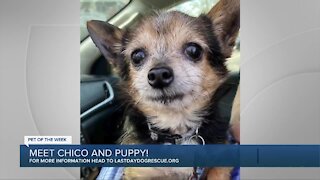 Meet Chico and Puppy - Our Pet of the Week!