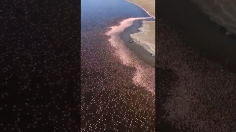 Enormes Bandadas de flamencos invaden Kenia