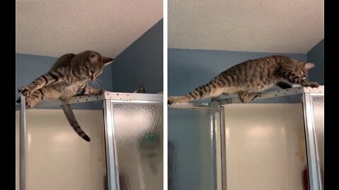 The cat gymnast got into an unusual situation